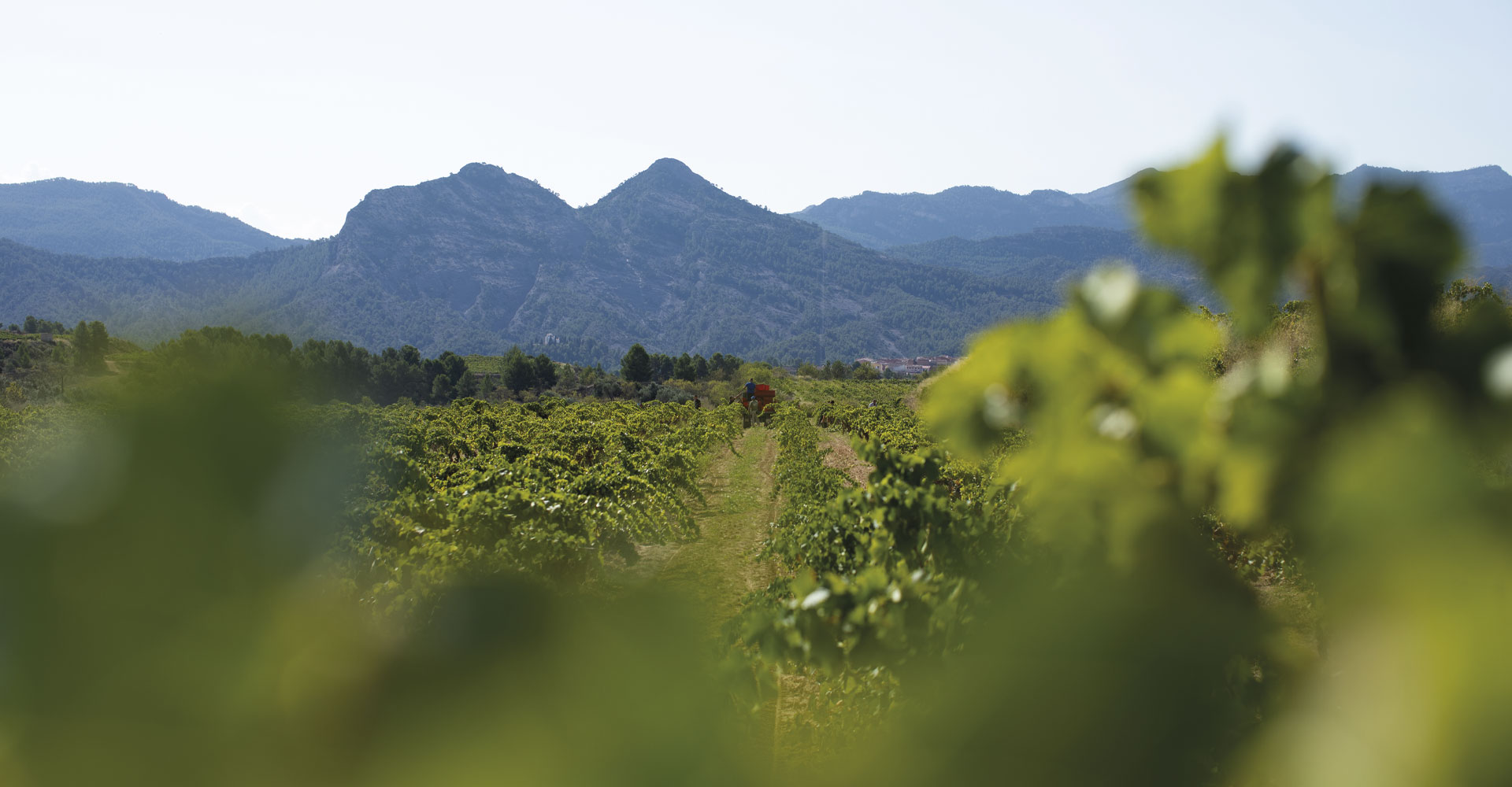 About Us - Celler Balart - About Us